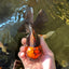 A Grade Lava Head Tricolor Oranda Male 5.5 inches #110824OR_07