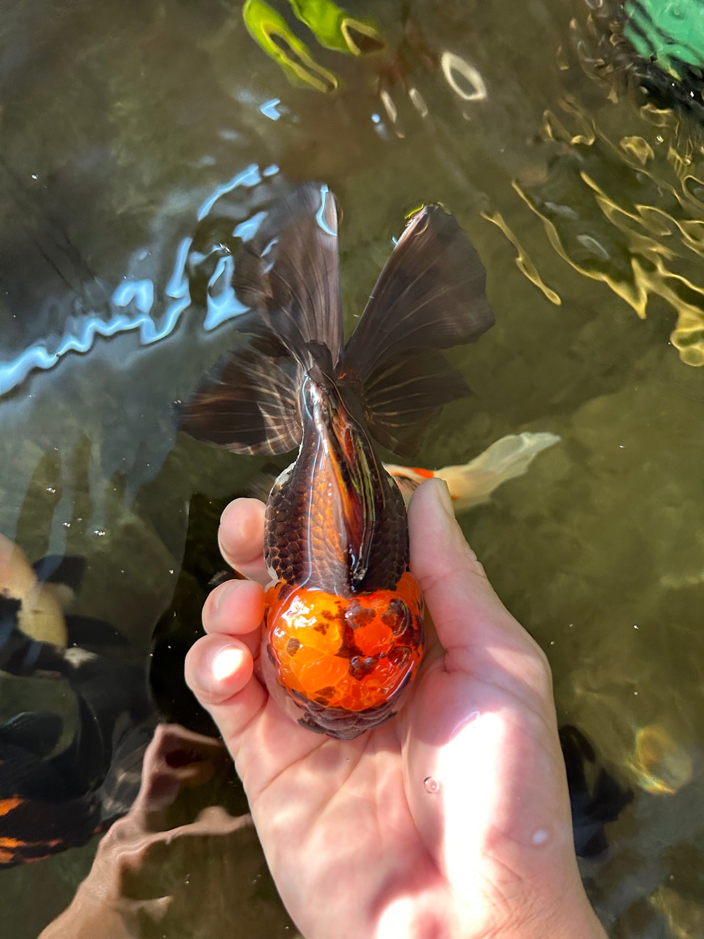 A Grade Lava Head Tricolor Oranda Male 5.5 inches #110824OR_07