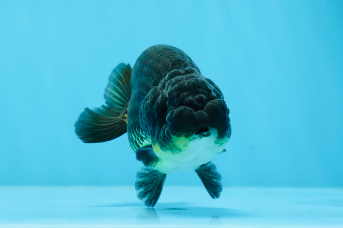 Baby Rancho Fish Baby Black Ranchu Male 3.5-4 inches #0726RC_28 – Jimmy Goldfish