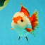 SUPER CUTE A Grade Red White Yuanbao Male 5-5.5 inches #041726YB_16