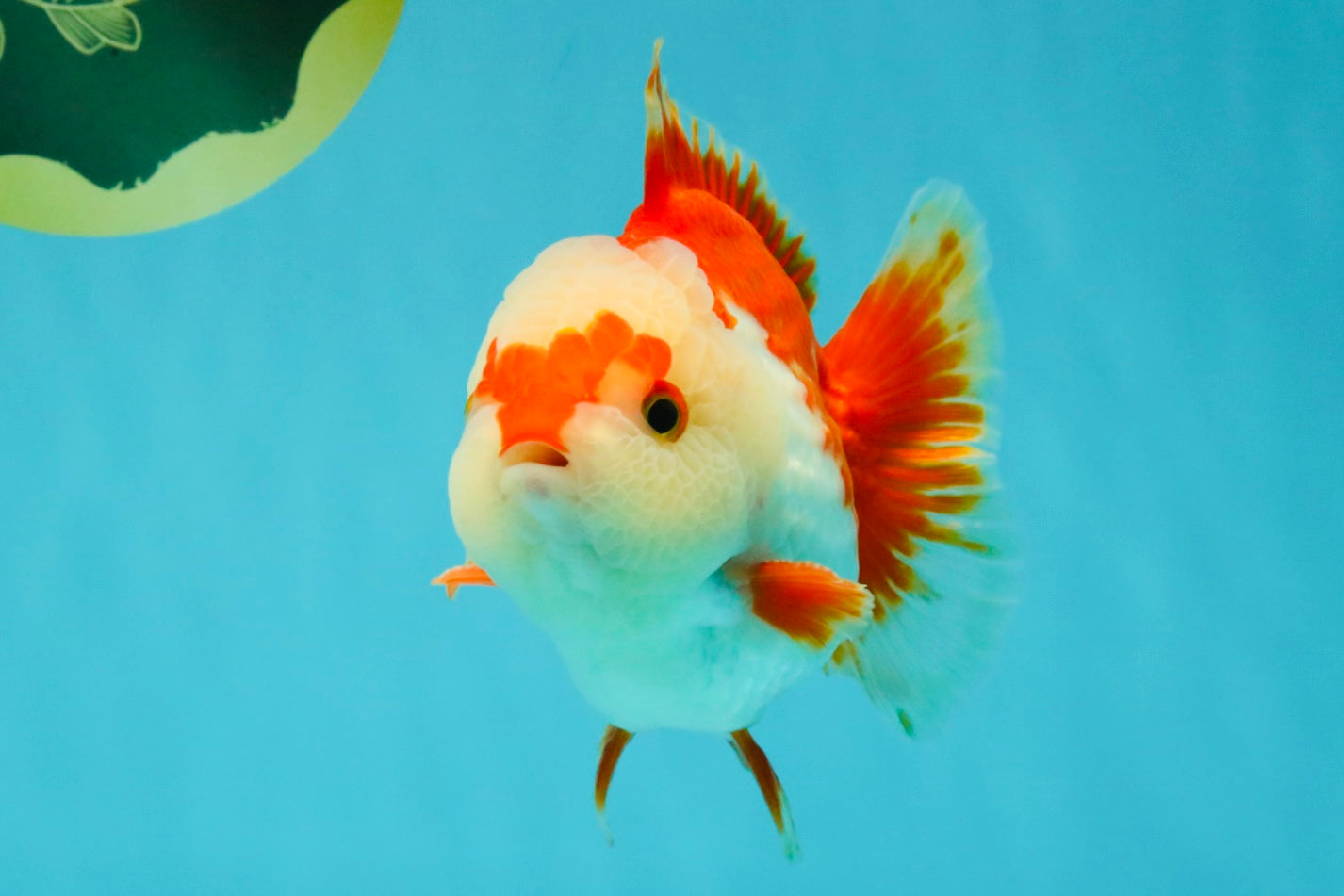 SUPER CUTE A Grade Red White Yuanbao Male 5-5.5 inches #041726YB_16