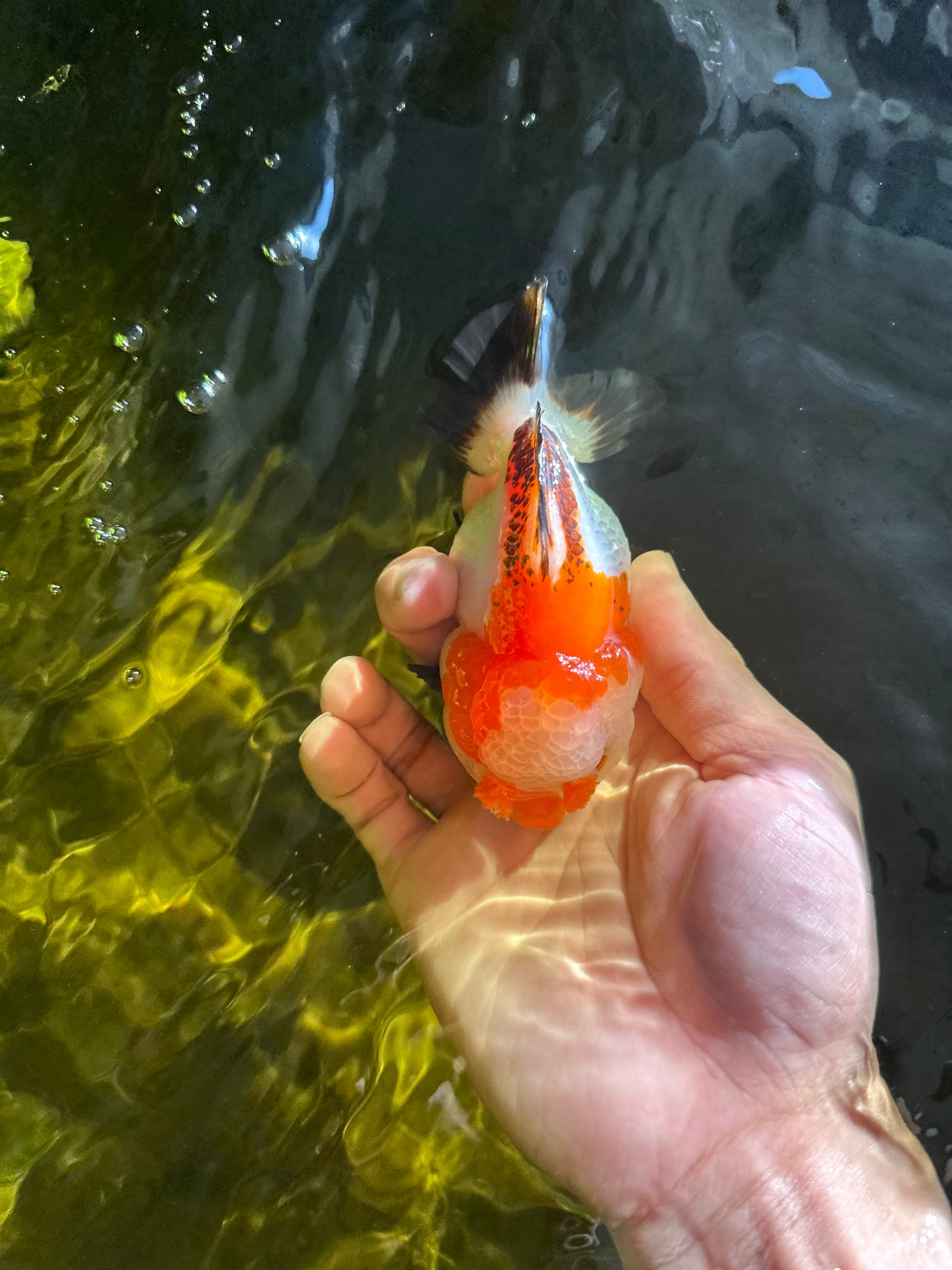 Pompom Tricolor Yuanbao Female 4 inches #050925YB_28