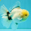 A Grade Marble Oranda Male 6-6.5 inches #042426OR_11