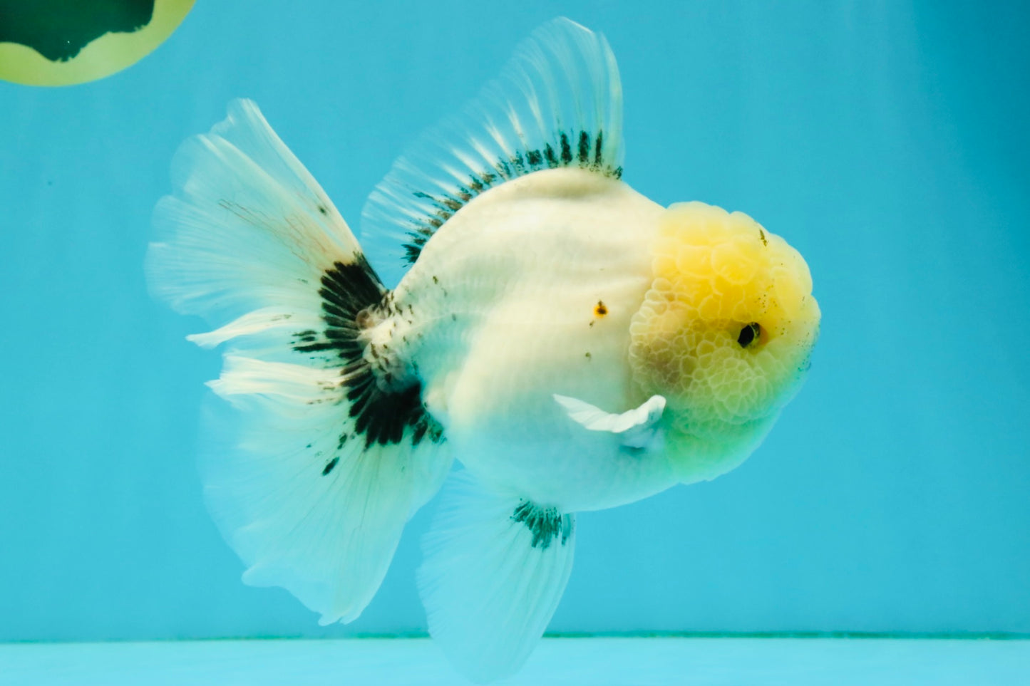 A Grade Marble Oranda Male 6-6.5 inches #042426OR_11