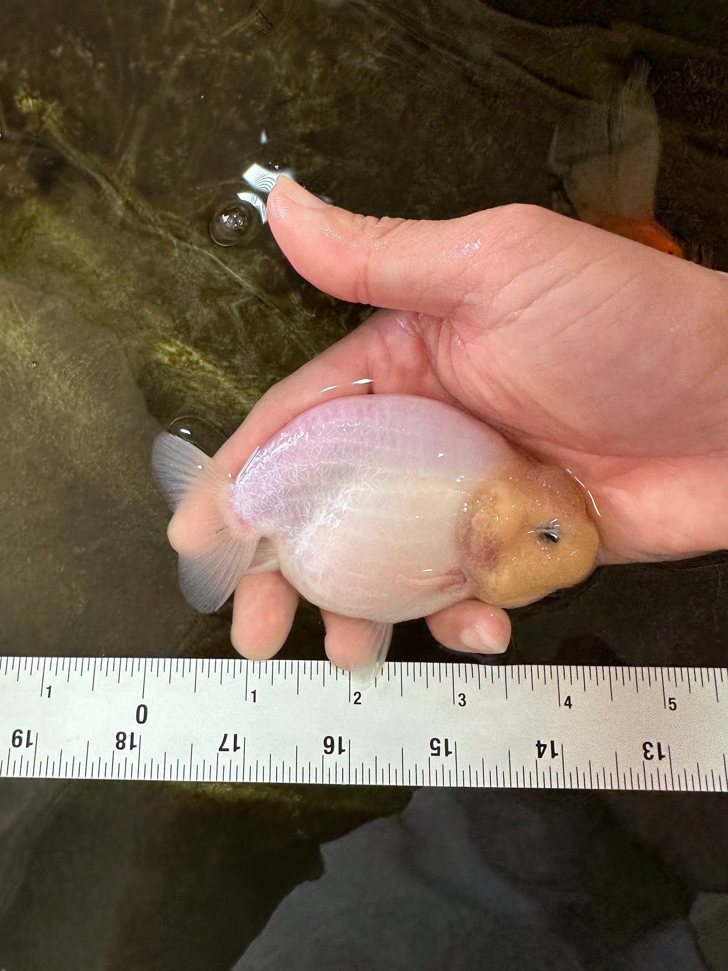 Snow White Sakura Button Eyes Lionchu Male 4-4.5 inches #070425LC_10