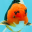 A Grade Red Head Tricolor Oranda Male 5-5.5 inches #031326OR_26