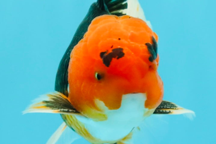 A Grade Red Head Tricolor Oranda Male 5-5.5 inches #031326OR_26