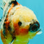 A Grade Calico Marble Yuanbao Female 6 inches #050126YB_15