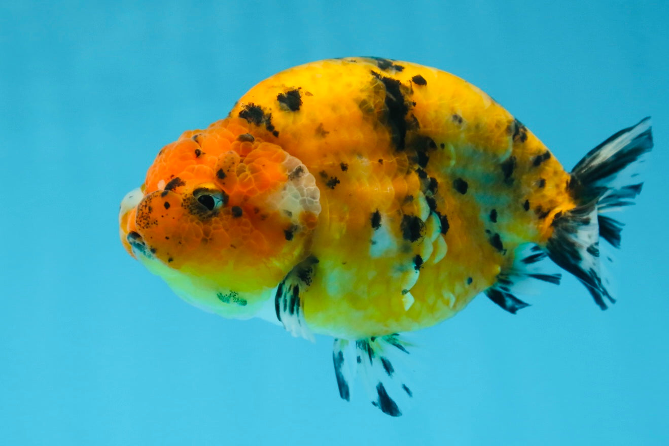 Tiger Lionchu Female 4.5 inches #062025LC_13