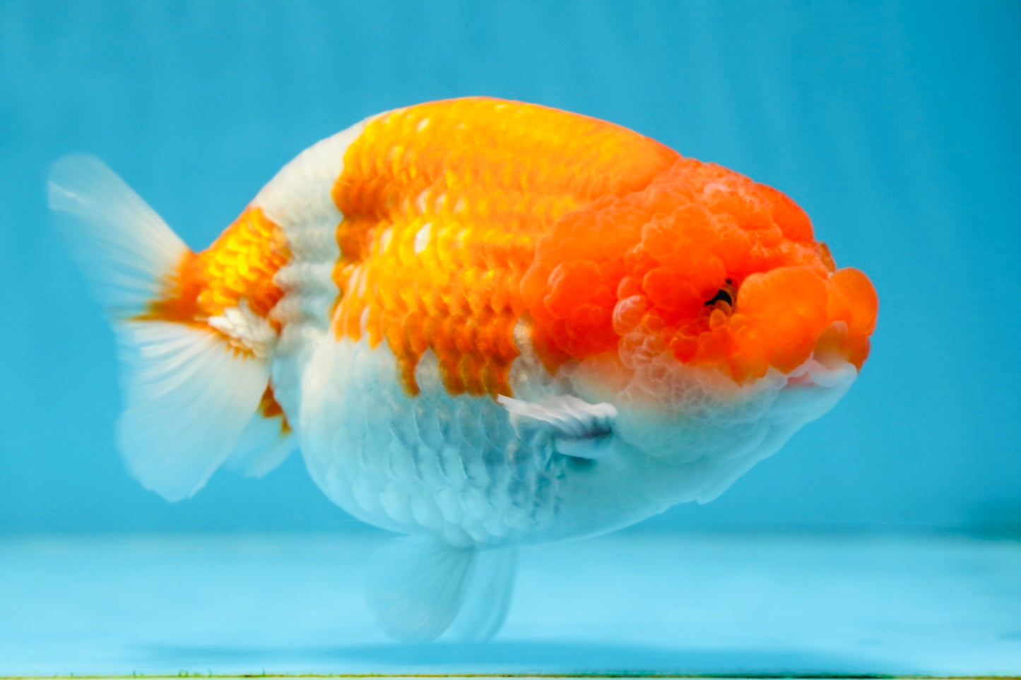 AAA Grade FLUFFY WEN Red White LionQueen 5.5-6 inches #090525LC_02