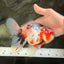 A Grade Marble Calico Oranda Male 6.5 inches #061926OR_19