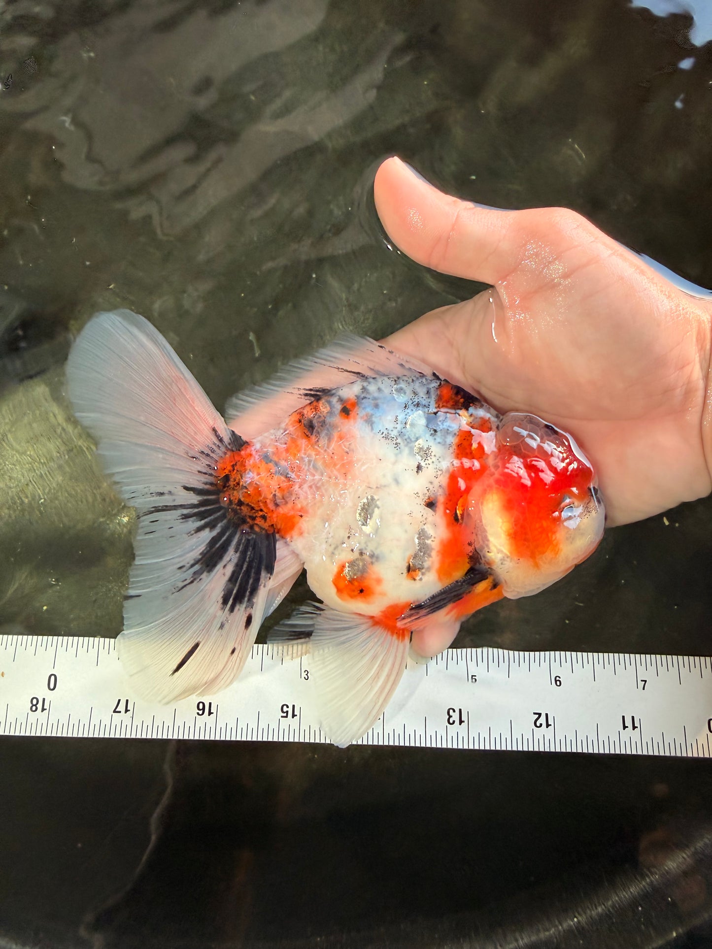 A Grade Marble Calico Oranda Male 6.5 inches #061926OR_19