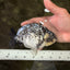 A Grade Tiger Ranchu Male 5.5 inches #080726RC_31