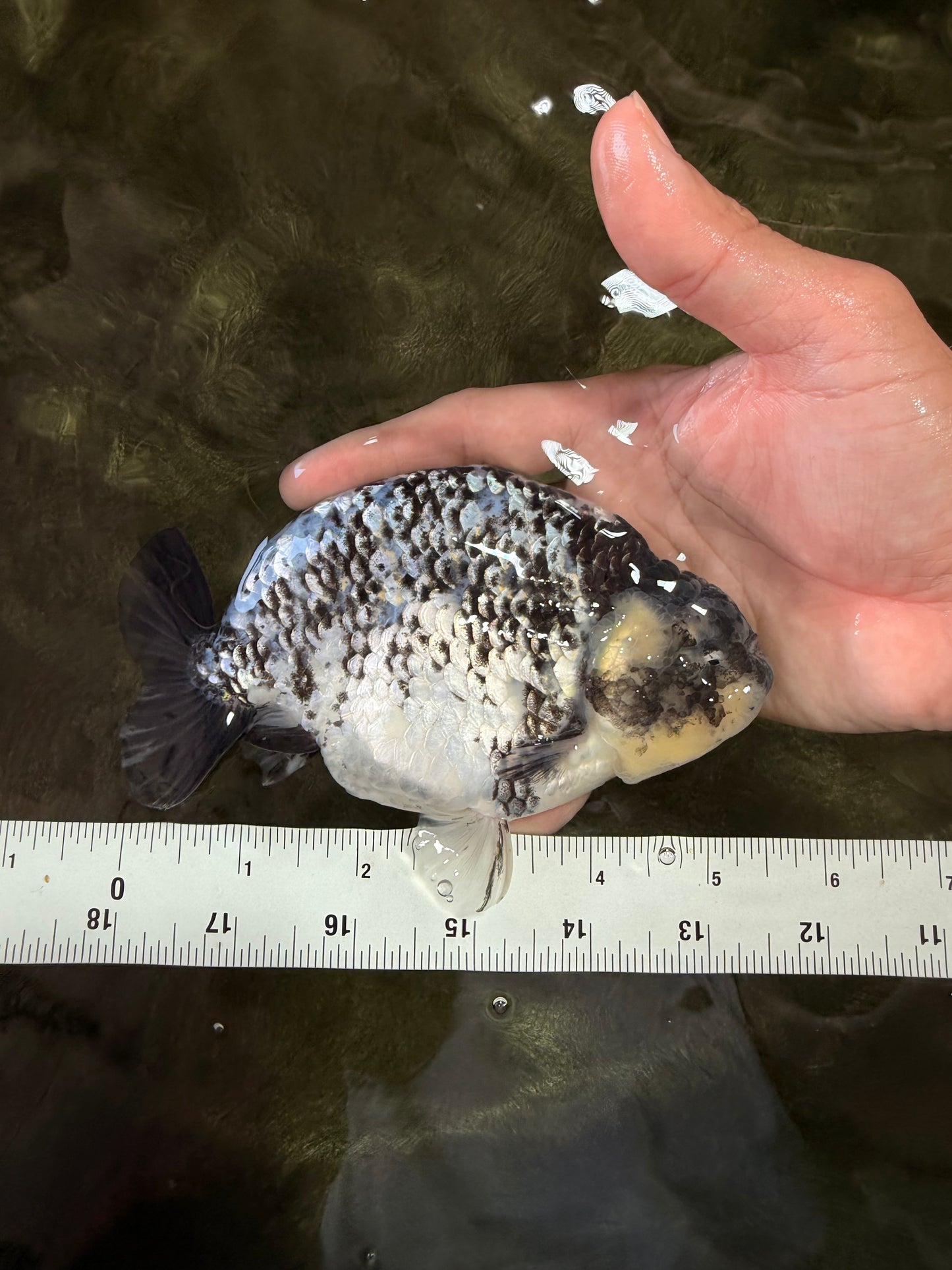 A Grade Tiger Ranchu Male 5.5 inches #080726RC_31