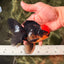 MUSTACHE A Grade Tricolor Oranda Male 5-5.5 inches #032726OR_11