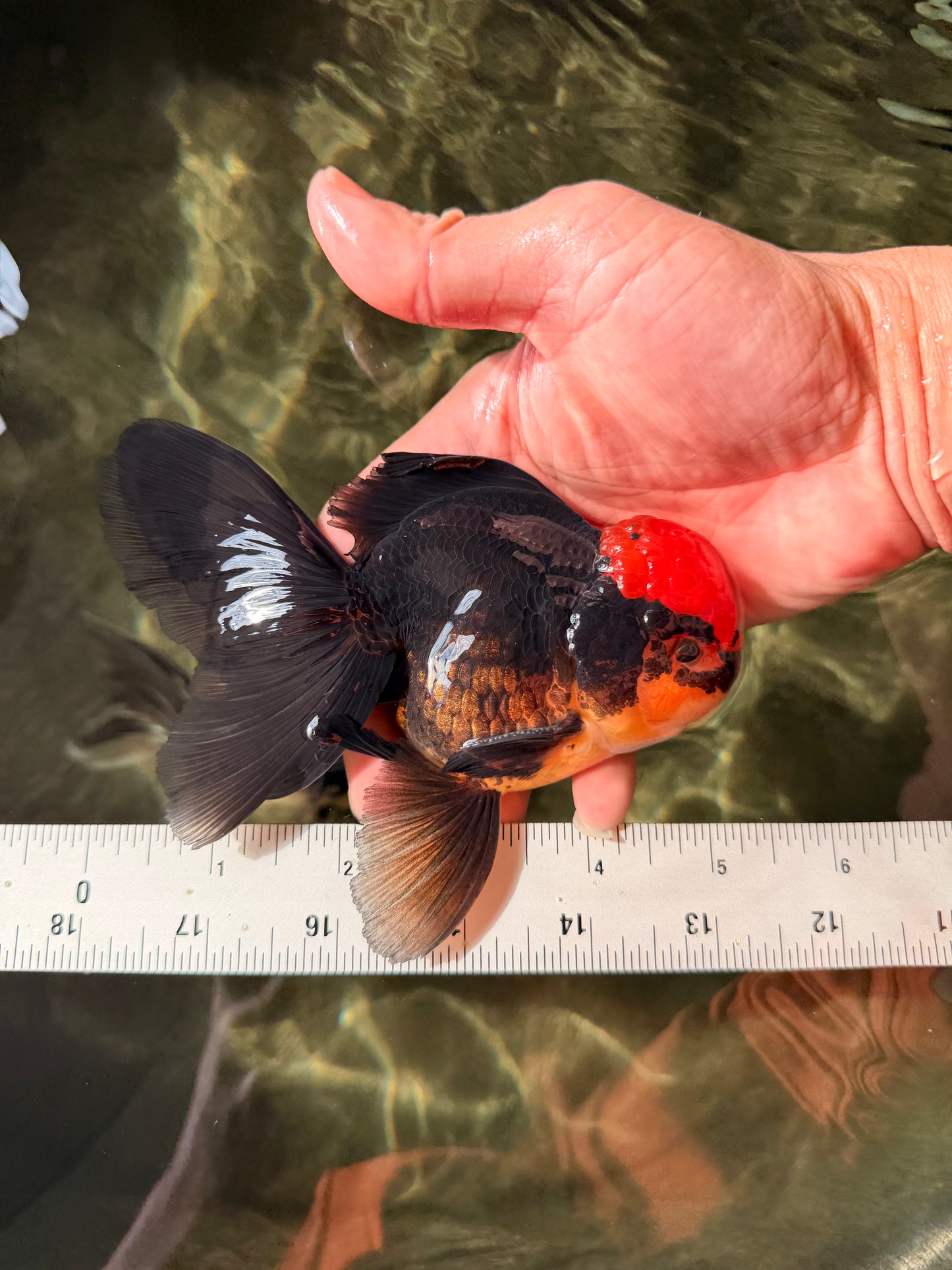 MUSTACHE A Grade Tricolor Oranda Male 5-5.5 inches #032726OR_11