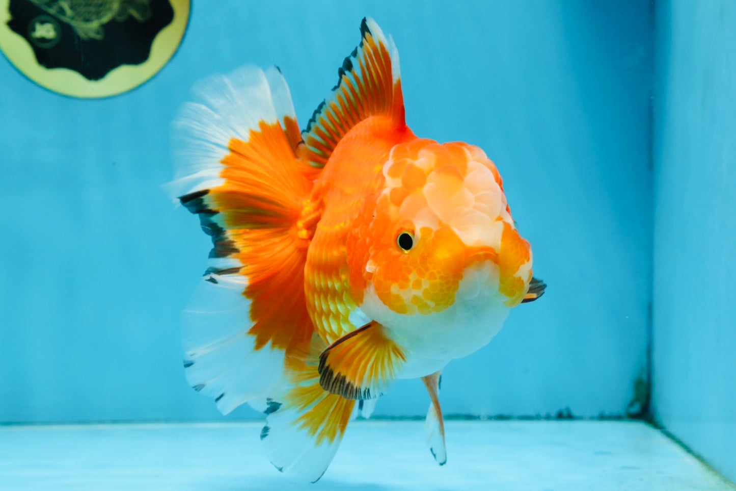A Grade HAPPY Red White Oranda Female 5.5-6 inches #091925OR_11