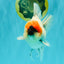 SPECIAL A Grade Red Head Marble Oranda Male 6.5-7 inches #082826OR_05