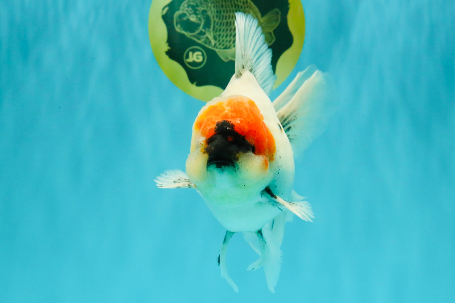 SPECIAL A Grade Red Head Marble Oranda Male 6.5-7 inches #082826OR_05
