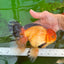 Oranda mâle noir de qualité AAA (Apache) 7 pouces #0712OR_16