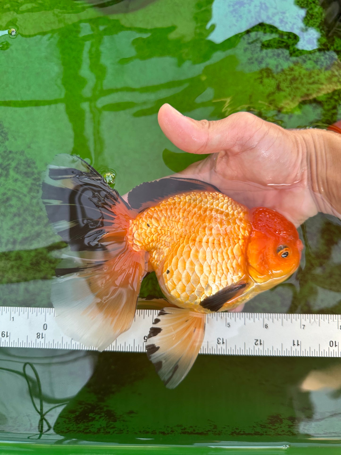 AAA Grade Black Gold (Apache) Oranda Male 7 inches #0712OR_16