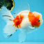 LOVELY A Grade Sakura Oranda Female 5.5 inches #102425OR_23