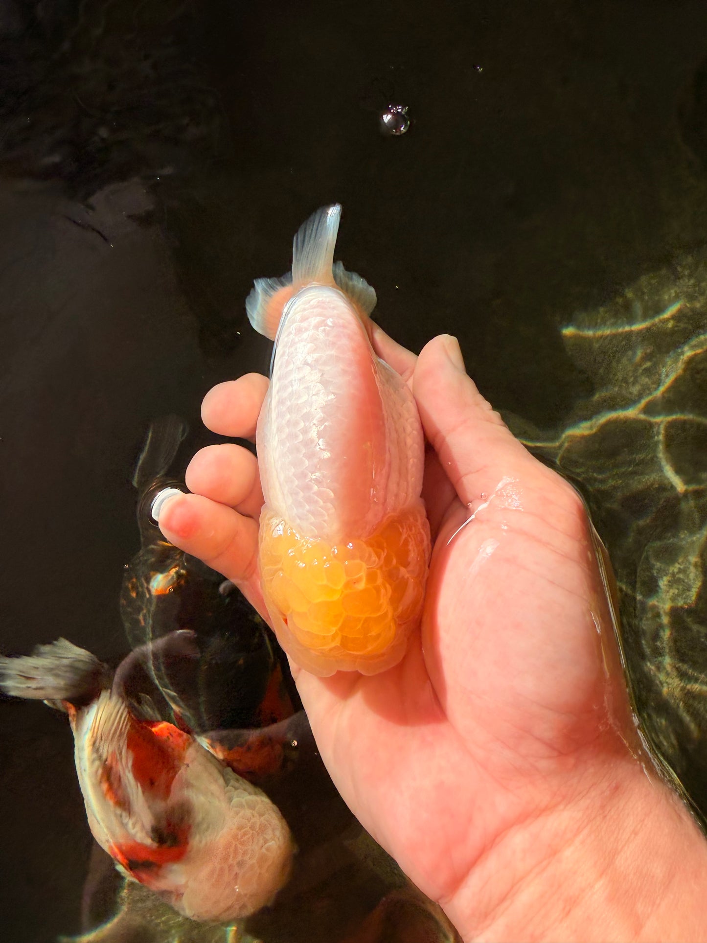 SUNNY AAA Grade Red White LionQueen 4.5 inches #032726LC_15