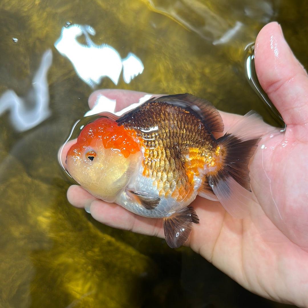 3 Inch Goldfish A Grade Chubby Cheeks Tricolor Yuanbao Female 3.5-4 inches #1117YB_06 ...