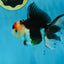 Tricolor Oranda Female 5 inches #091225OR_20