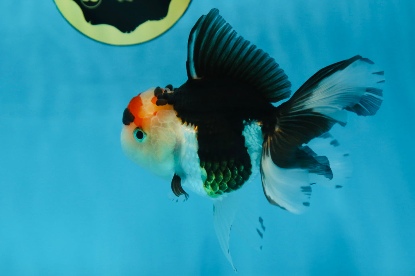 Tricolor Oranda Female 5 inches #091225OR_20