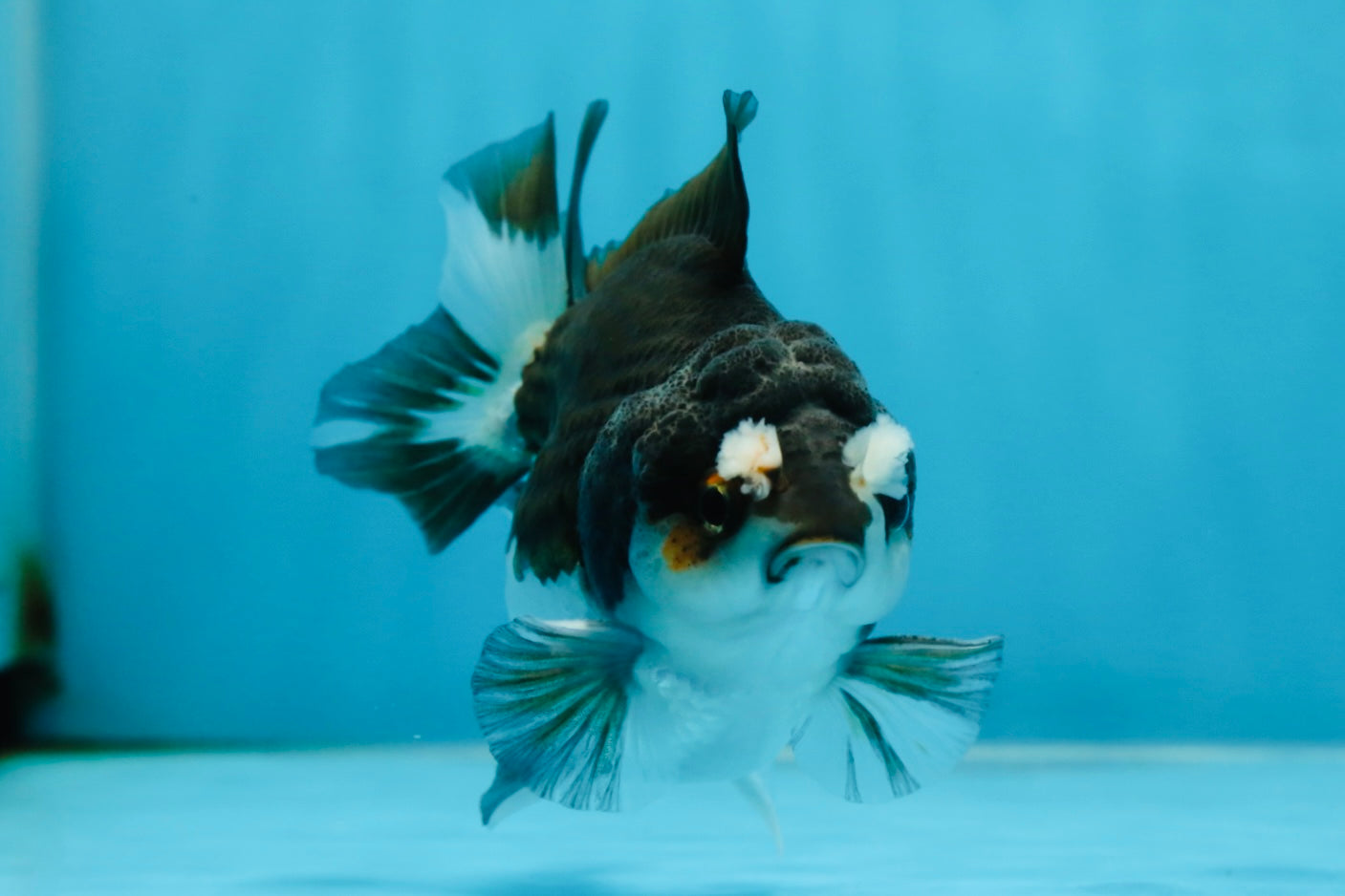 Pompom Panda Yuanbao Male 4 inches #052325YB_28