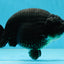 SHOW GRADE Black King Kong Strong Body Structure Ranchu Male 5.5 inches #060625RC_01