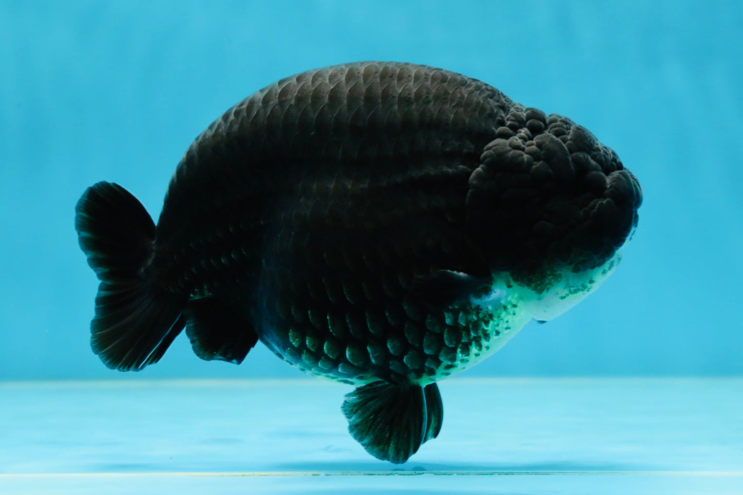 SHOW GRADE Black King Kong Strong Body Structure Ranchu Male 5.5 inches #060625RC_01