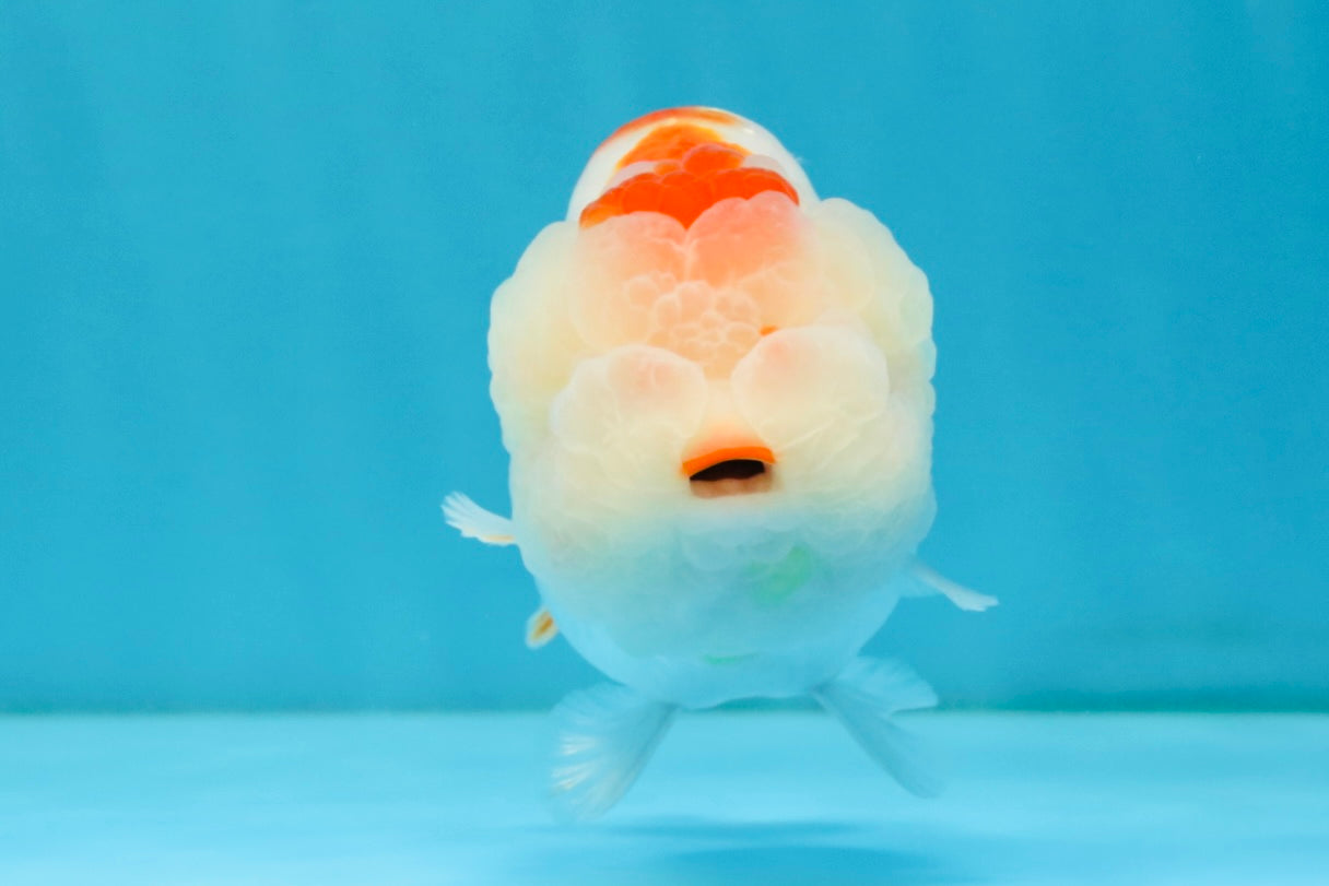 CHUBBY AAA Grade Kohaku Red White LionQueen 4.5-5 inches #032726LC_18