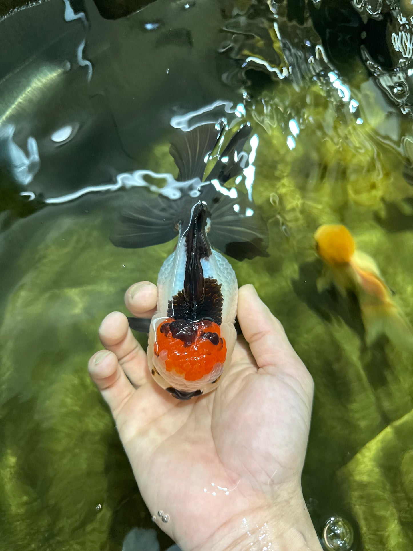 SUPER MARIO AAA Grade Tricolor Button Eyes Oranda Female 5.5 inches #042525OR_02