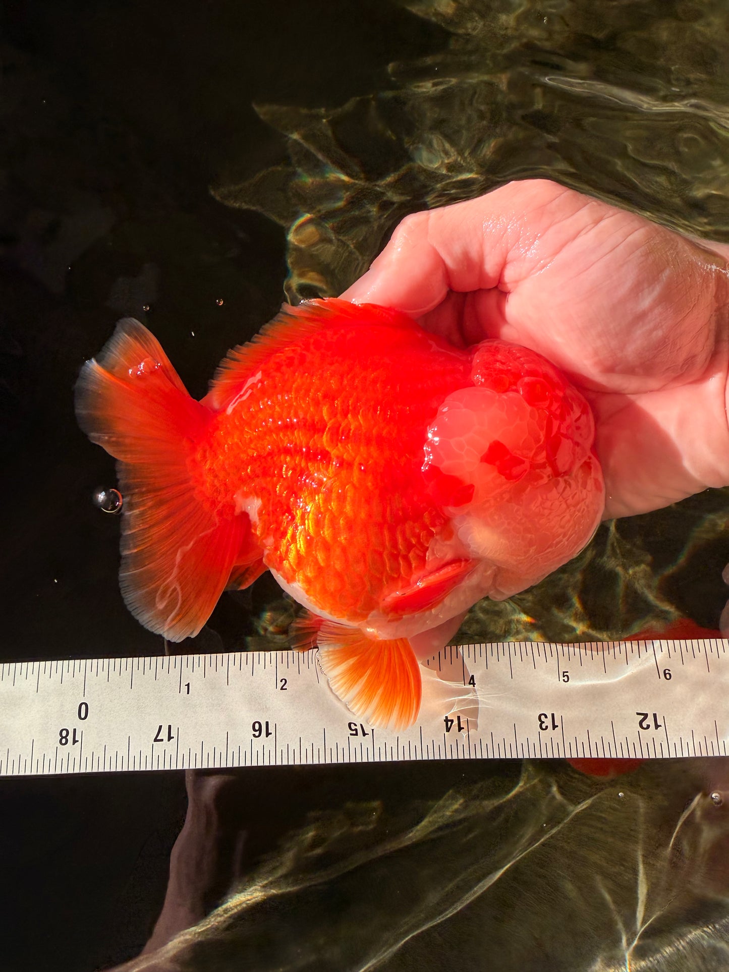 SUPER CUTE AAA Grade Godzilla Red White Yuanbao Male 5.5 inches #030626YB_09