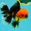 A Grade Apache Oranda Male 5.5 inches #102326OR_15