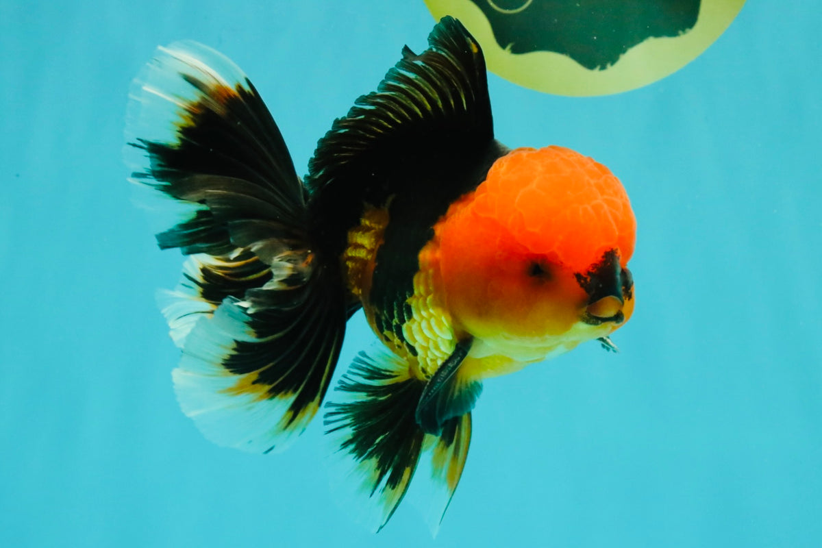 A Grade Apache Oranda Male 5.5 inches #102326OR_15