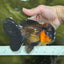 A Grade Lava BULL DOG Oranda Male 6 inches #011025OR_10