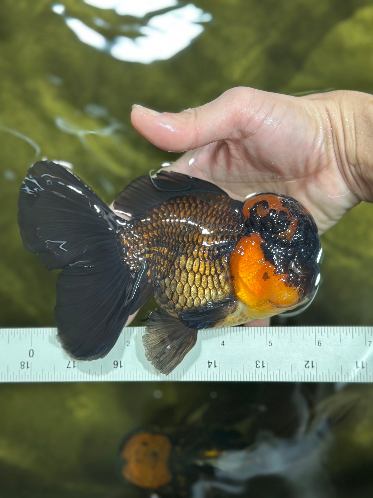 A Grade Lava BULL DOG Oranda Male 6 inches #011025OR_10