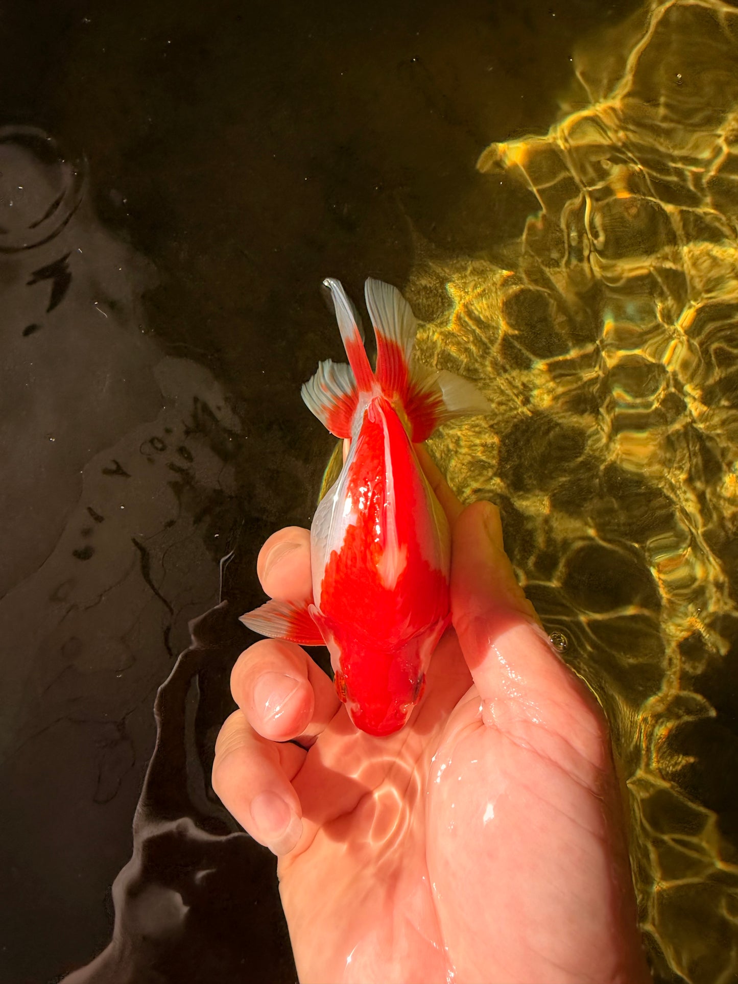 AAA Grade Red White Ryukin Male 4-4.5 inches #032726RK_28