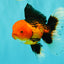 UNIQUE AAA Grade Apache Oranda Male 6 inches #101626OR_07