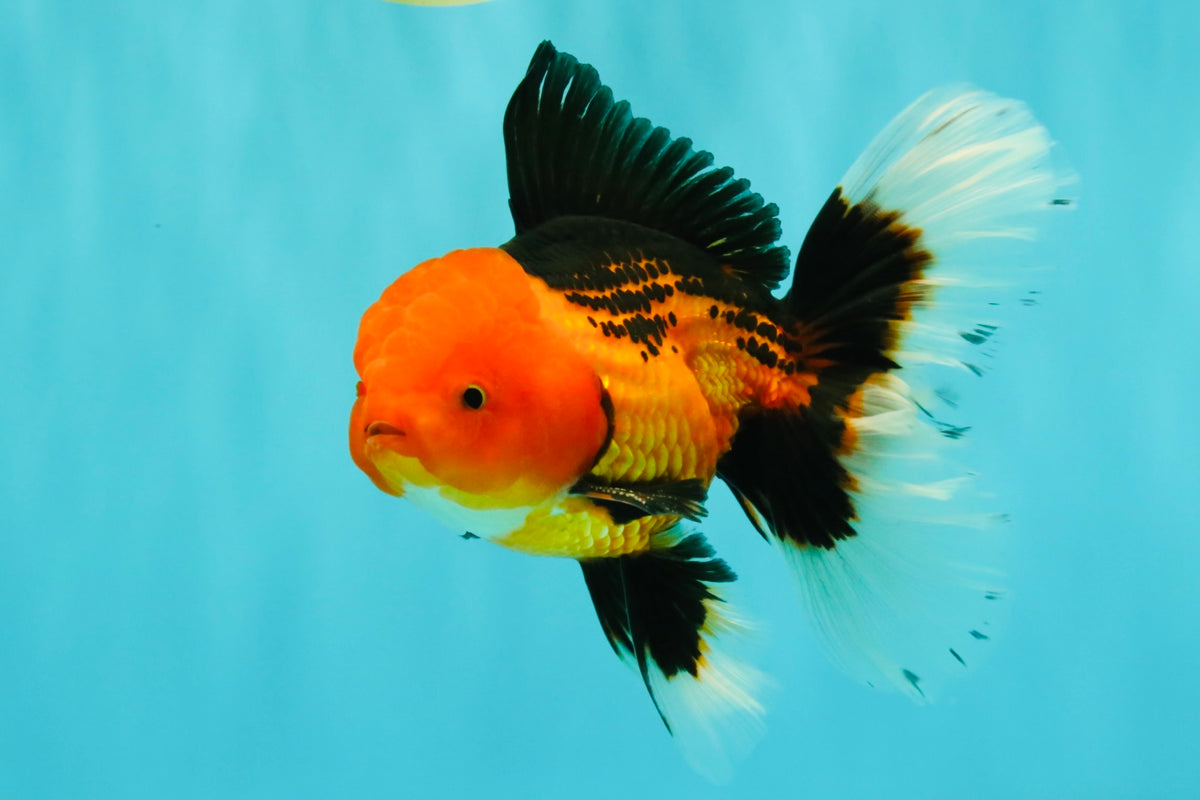 UNIQUE AAA Grade Apache Oranda Male 6 inches #101626OR_07