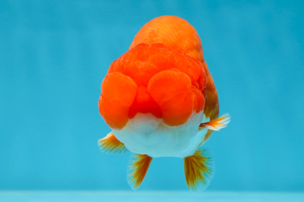 AAA Grade Red White LionKing 4.5  inches #053025LC_13