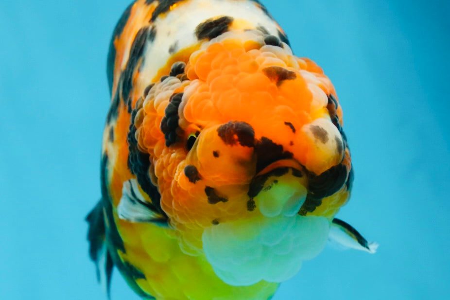 AAA Grade Calico Tiger Chinese Ranchu Male 5 inches #101025RC_19