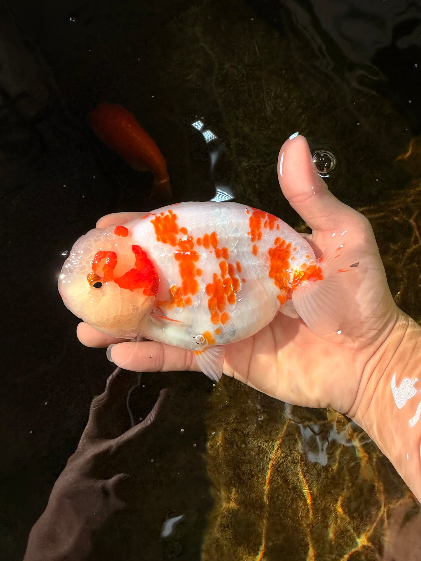 BEAUTY A Grade Kohaku Sakura LionQueen 5.5  inches #102425LC_08