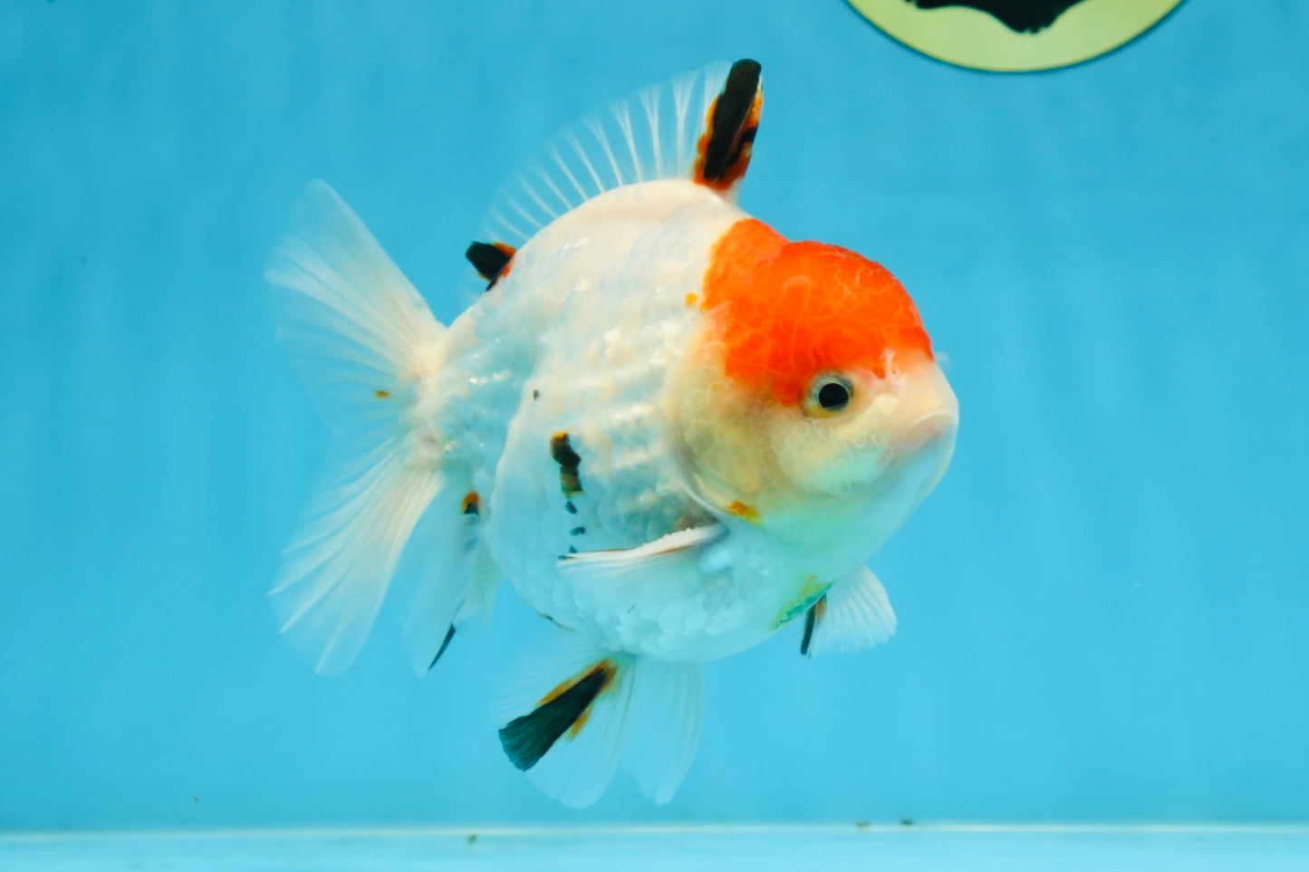 A Grade Sakura Yuanbao Male 4.5 inches #101025YB_25