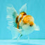 Calico Oranda Male 5-5.5 inches #050126OR_12