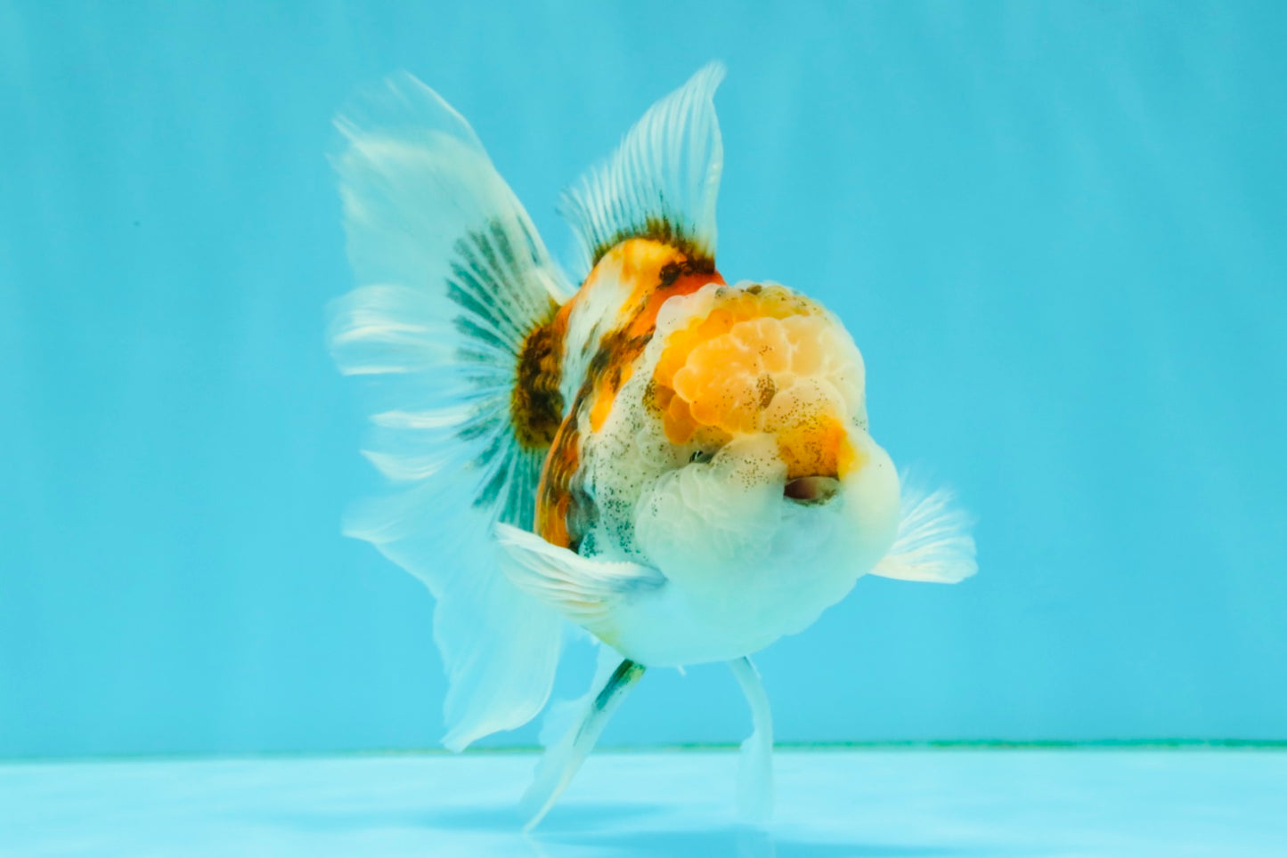 Calico Oranda Male 5-5.5 inches #050126OR_12