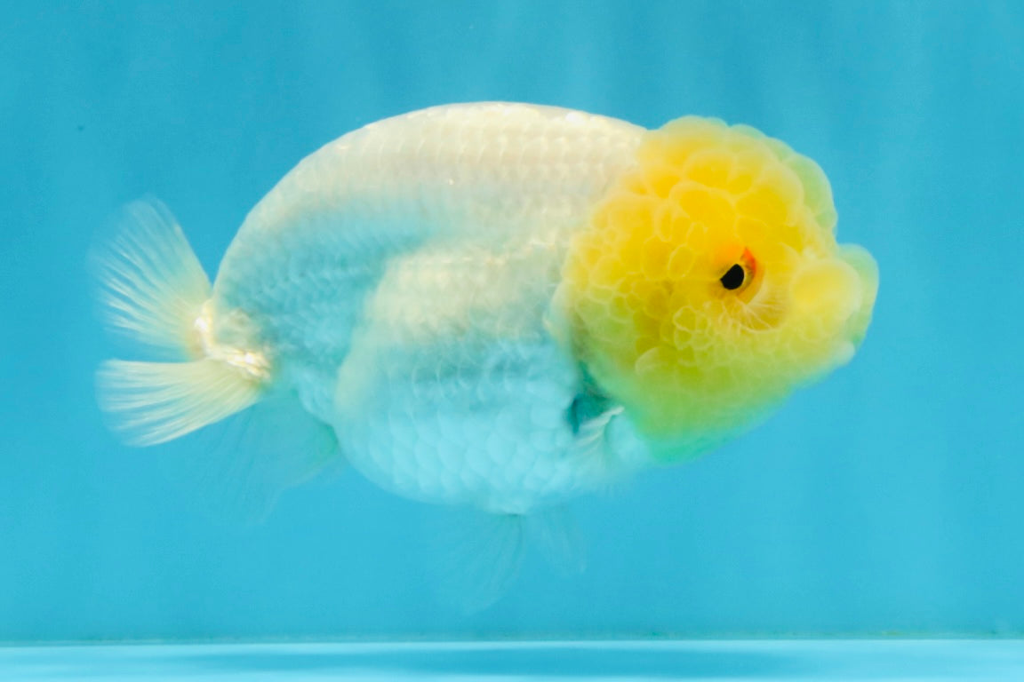 SUNNY AAA Grade Red White LionQueen 4.5 inches #032726LC_15